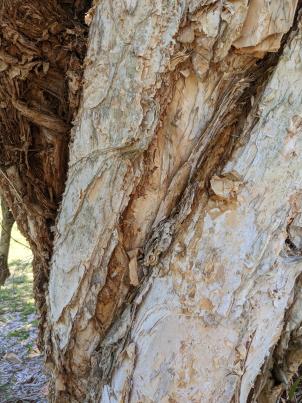 column Bark