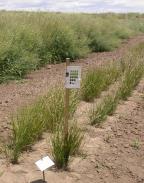 Click for 1 image(s) for this accession. PLANT