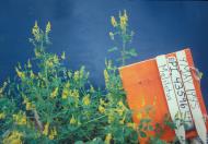 Click for 2 image(s) for this accession. GREENHOUSE