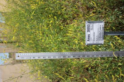 Click for 2 image(s) for this accession. FIELD