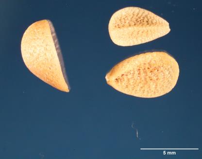 SEED