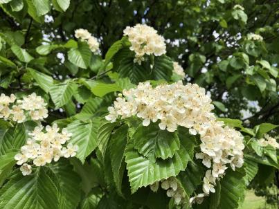 column FLOWER