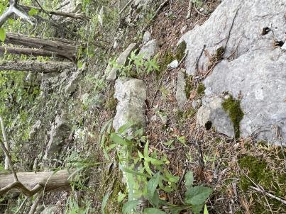 column HABITAT