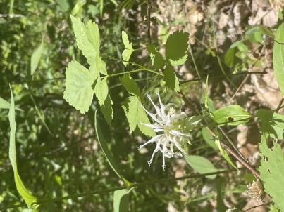 column FLOWER