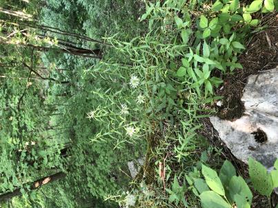 column PLANT
