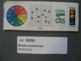 SEED