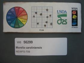 SEED
