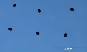SEED