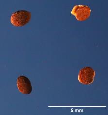 SEED