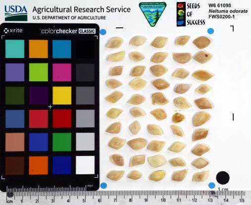 Click for 1 image(s) for this accession. SEED