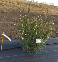 column PLANT