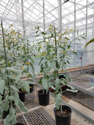 column PLANT