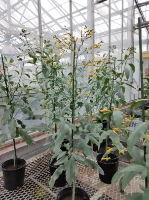 column PLANT