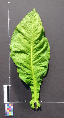 column LEAF