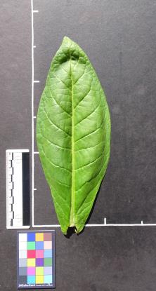 column LEAF