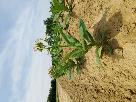 column PLANT