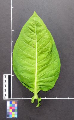 column LEAF