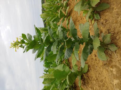 column PLANT