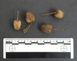 column POD