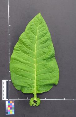 column LEAF