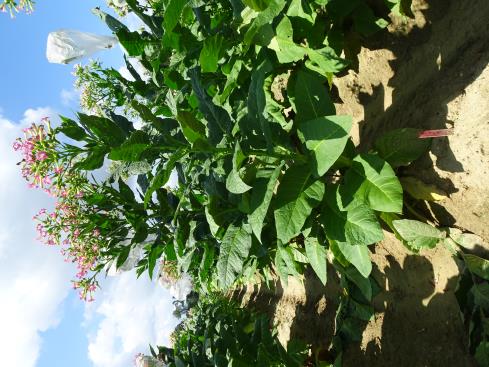 column PLANT