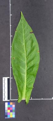 column LEAF