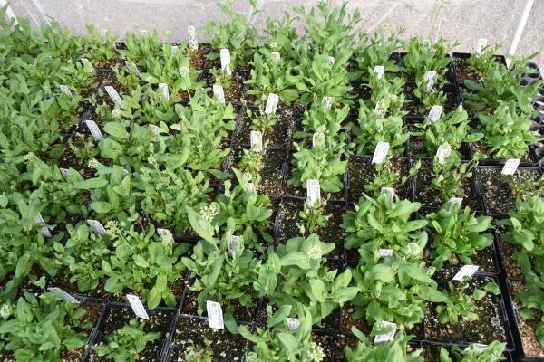 column PLANT