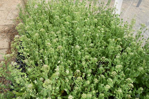 column PLANT