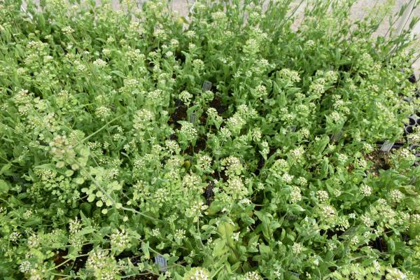 column PLANT