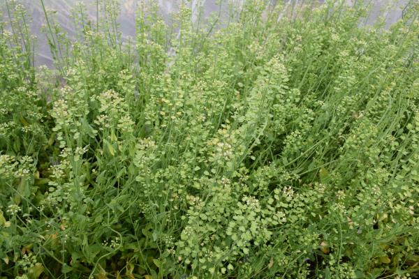 column PLANT