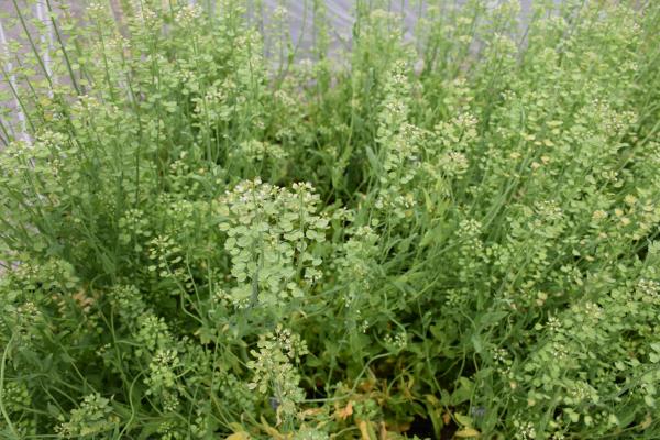 column PLANT