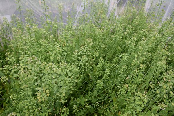 column PLANT