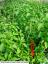 column PLANT