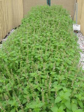 column PLANT