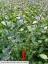 column PLANT