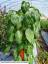 column PLANT