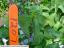 column PLANT