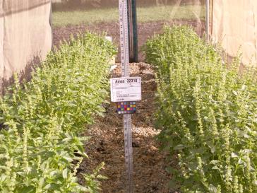 column PLANT