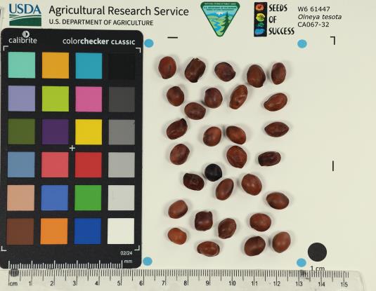 SEED