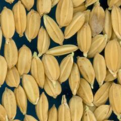 column KERNELS