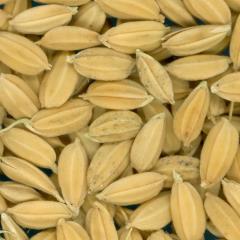 Click for 3 image(s) for this accession. KERNELS