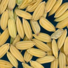 column KERNELS