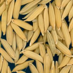 column KERNELS