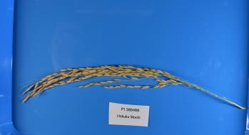 column Panicle
