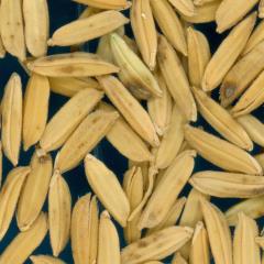 column KERNELS