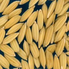 column KERNELS