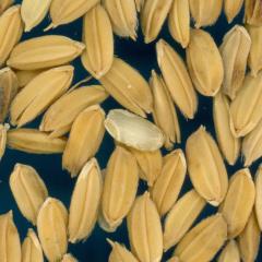 column KERNELS