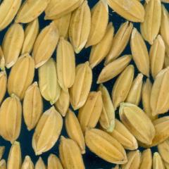 column KERNELS