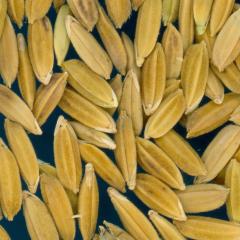column KERNELS