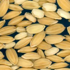 column KERNELS